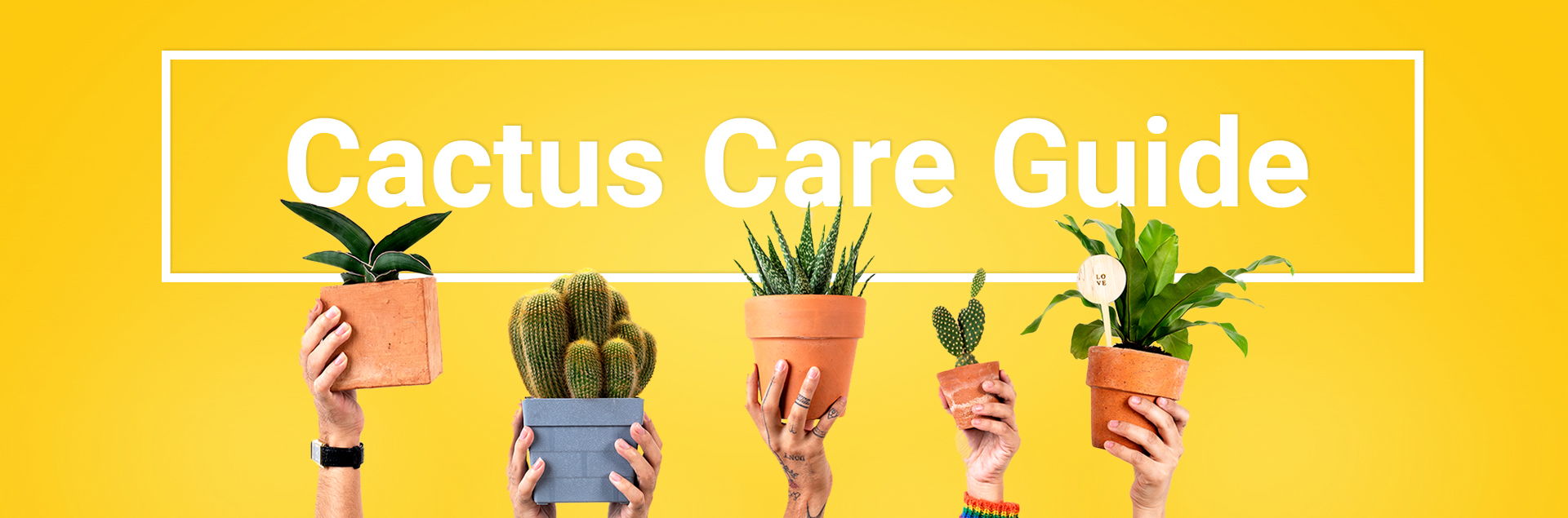 UIEC Cactus Care Guide